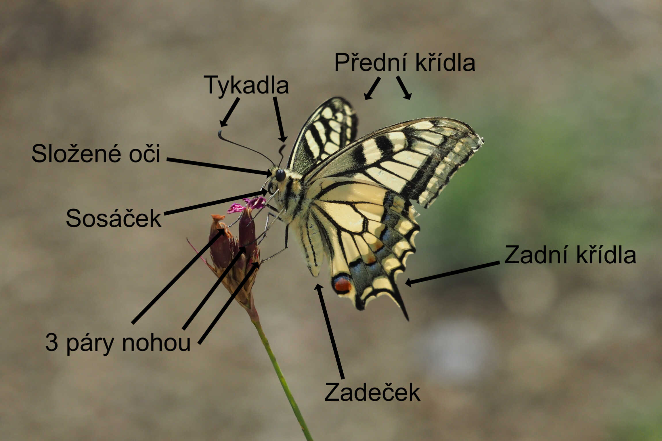 Stavba těla motýlů